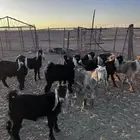 تيوس وجفارات