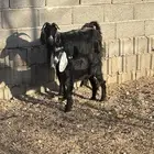 عنز خلفه تحتها تيس( تم البيع )