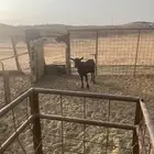 للبيع تيس مورسيني سنه توه مثني شرط يقرع