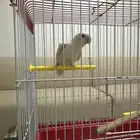 روز اليف