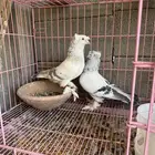 حمام تركي ثلجي للبيع