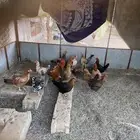 دجاج بلدي حضان الموقع الواديين