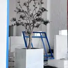شجرة زيتون