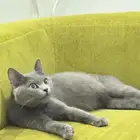 قطه سكوتفولد للتبني