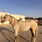 حصان واهو جزيري حمداني