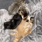 قطتي ضايعه
