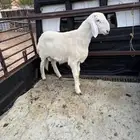 مشروع فحل كفو