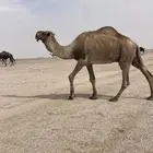 البعير الفحل الأشعل