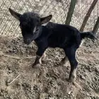 ماعز قزمي بيور