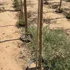 اشجار سدر وقرض
