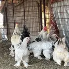 دجاج