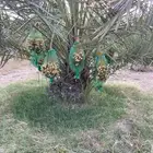 بيع ثمر نخيل صنف اخلاص