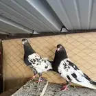 حمام باكستاني رامبوري توب