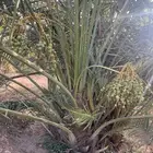 نخل مثمر للبيع