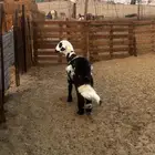 الشميسي طريق الخواجات