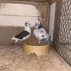 حمام
