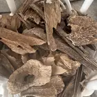 عود طبيعي وعود محسن