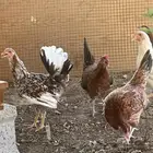 دجاج عربي