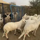 سواكن سواكني ابيض