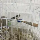 طير كروان أليف مفطوم يدور إذا قلتله يدور يتفع حق الأطفال