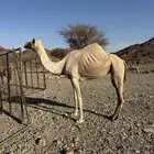 للبيع