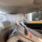 قطة للتبني