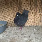 أنث كنق محجله منتجه