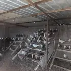 دجاج فيومي شبابي