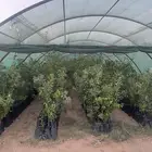 شجر ليمون وتيين وبرتقال ويوسفي