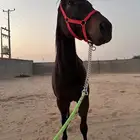 حصان ركوب وطرب