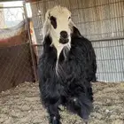 للبيع طلي جذع طيب