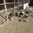 (دجاج رومي )(دجاج فيومي بياض)