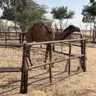 حاشي طيب فل شحم