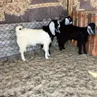 3 تيوس عوارض فل شحم مقفله