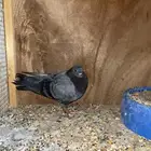 ذكر صنعاني صوت وحجم