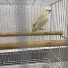 السلام يوجد أنثى روز