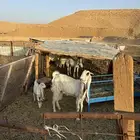 عنز ثنيه