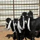 جفار عوارض صنف عمر 5 الى 7 شهور