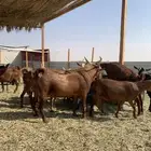 ماعز جنوبي منوة القاني