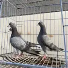 قطايف