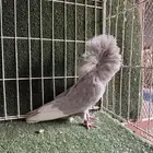 حمام بلجيكي