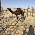 للبيع قعود مجهم