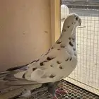 حمام هومر(حبه وحده