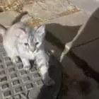 قطه شيرازيه للتبني