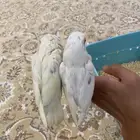 فروخ روز البينو اليفه للبيع(تم البيعع)