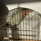 ببغاء روز