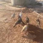 دجاج رومي العدد 7 يرجن