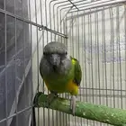سنغالي ببغاء