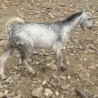 تيوس مخاصي فل شحم