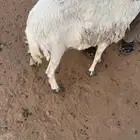 شياه حريات طايحه سنونهن حيل للبيع